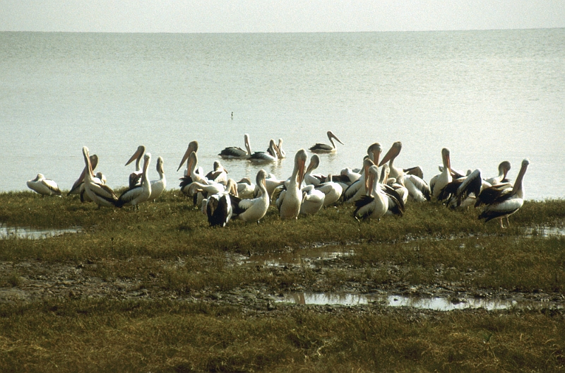 651_Cairns Esplanade, Pelikanen.jpg